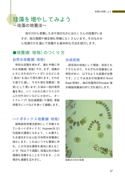 珪藻を増やしてみよう