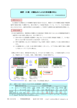 緑肥（小麦）の鍬込みによる大豆収量の向上