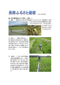 6月の農作業はとにかく「暑い！」「熱い！」 ① 補植 &rarr; 田植えをした