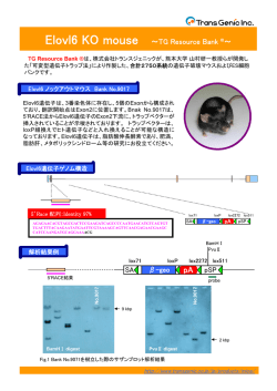 Elovl6ノックアウトマウス