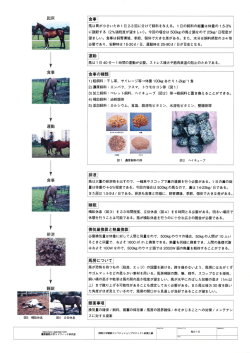 馬の1日レポート