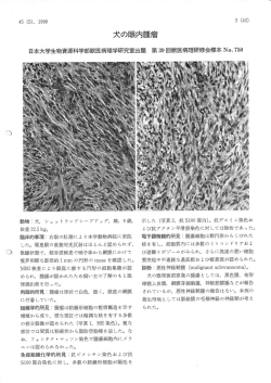 犬の眼内腫瘤