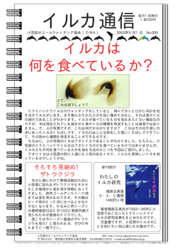 イルカ通信 - 小笠原ホエールウォッチング協会