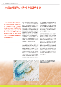 皮膚幹細胞の特性を解析する