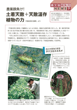 農薬顔負け！ 土着天敵＋天敵温存植物の力