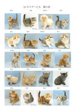 11 月スターCA 猫の部