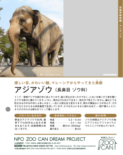 アジアゾウ（長鼻目 ゾウ科）