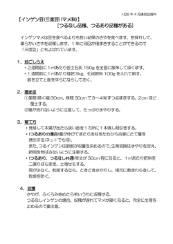 【インゲン豆(三度豆)(マメ科)】 [つるなし品種、つるあり品種がある]