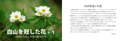 白山を冠した花 + 1