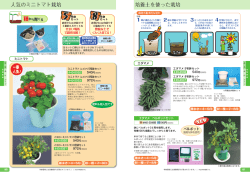 培養土を使った栽培 人気のミニトマト栽培