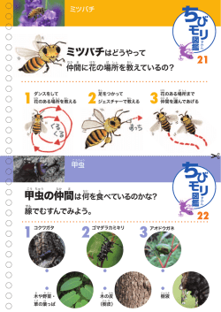 第11号