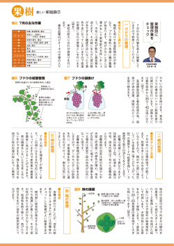 果樹のページ