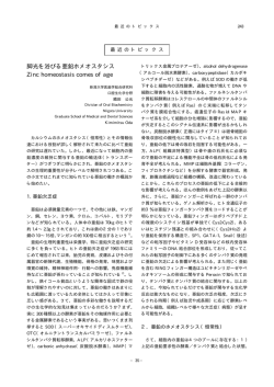 脚光を浴びる亜鉛ホメオスタシス