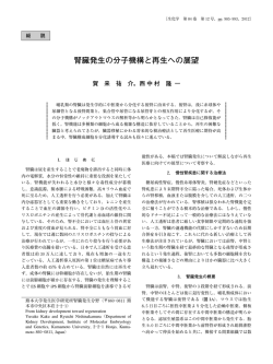 腎臓発生の分子機構と再生への展望
