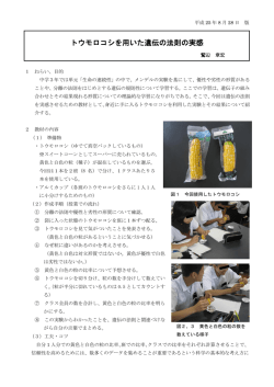 トウモロコシを用いた遺伝の法則の実感
