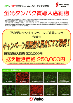 蛍光タンパク質導入癌細胞