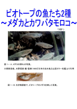 メダカ、カワバタモロコの紹介