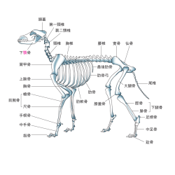 頭蓋 第一頸椎 第二頸椎 頸椎 胸椎 腰椎 寛骨 仙骨 尾椎 肩甲骨 上腕骨