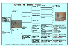 SW M（BC） BP（ドス灰) 69KH9689（今西号直系近親交配 今西号直系