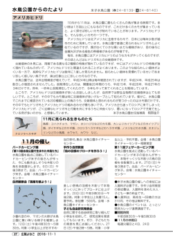 水鳥公園からのたより