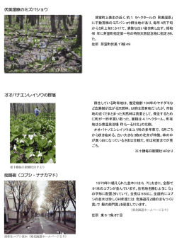 伏美湿原のミズバショウ オオバナエンレイソウの群落 街路樹