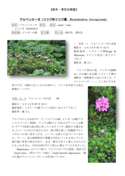【樹木・草花の部屋】 アルペンローゼ（ツツジ科ツツジ属 Rhododendron