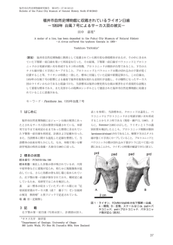 福井市自然史博物館に収蔵されているライオン臼歯 &minus;1959年 台風7号