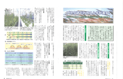 プラウ耕による雑草抑制の効果が 明瞭な結果となって現れた" 小麦 の