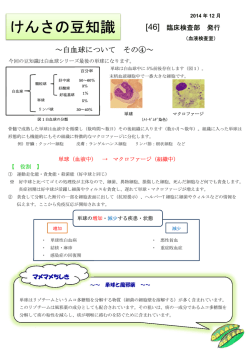 白血球について その4