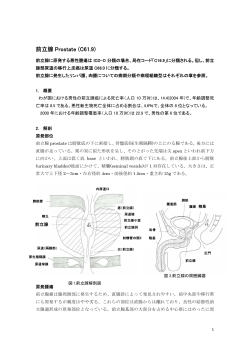 前立腺 Prostate (C61.9)