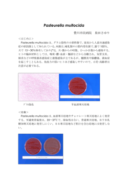 Pasteurella multocida