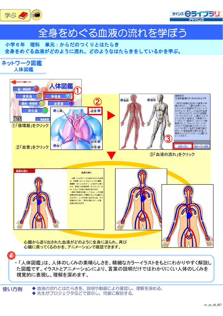 全身をめぐる血液の流れを学ぼう