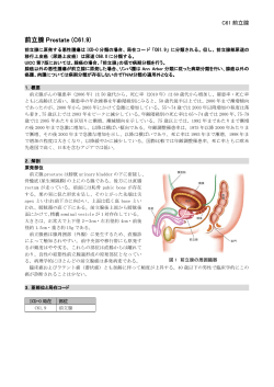 前立腺Prostate (C61