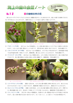 12 春の地味な木の花