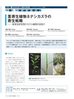 茎寄生植物ネナシカズラの 寄生戦略