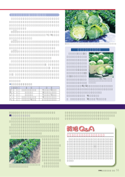 良質系の「浜岬」「輝岬」「春波」 55 トレイ育苗での潅水のポイントは