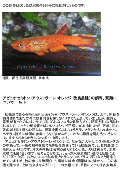 アピュオセミオン・アウストラーレ・オレンジ（改良品種）の飼育、繁殖に
