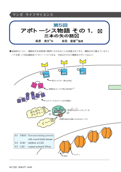 第5回 アポトーシス物語 その1 「三本の矢の話」 39巻2号