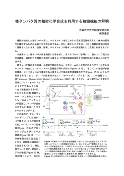 糖タンパク質の精密化学合成を利用する糖鎖機能の解明