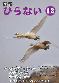 D すっかり逞 しくなった わが子を従え、 冬の使者、飛来。
