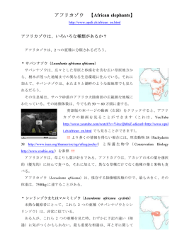 アフリカゾウ 【 】 African elephants