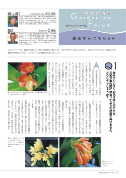 毎年クンシランの花は咲くのですが、 花茎が葉の間に挟まったような状態