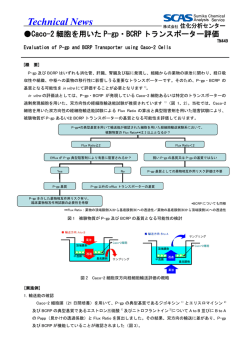 Caco-2細胞を用いたP-gp・BCRPトランスポーター評価