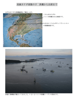 高級カナダ産数の子 漁獲から出荷まで