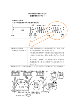 稲作収穫前の最後の仕上げ ～収穫前管理のポイント～ 出穂後の水管理
