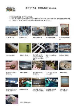 南アフリカ産 養殖あわび