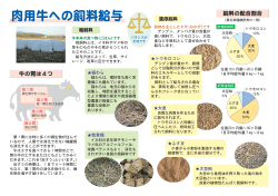 肉用牛への飼料給与