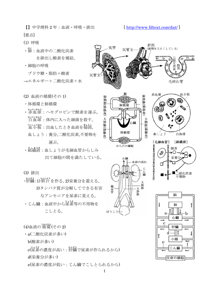 血液 呼吸 排出