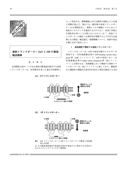 亜鉛トランスポーター ZnT と ZIP の亜鉛 輸送機構