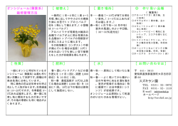 オンシジューム - スズキラン園